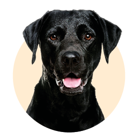 Качествени и вкусни рецепти